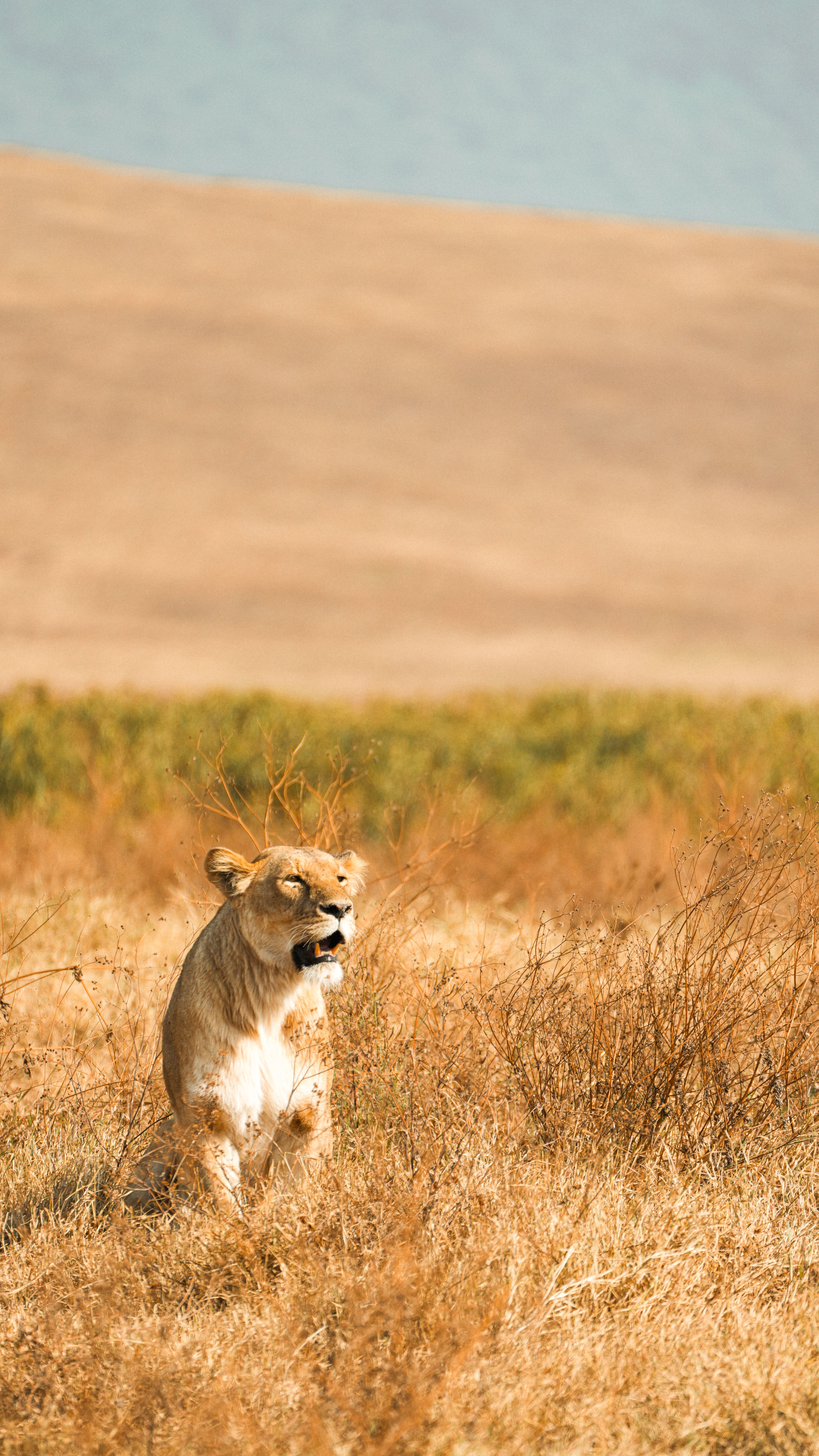Ngorongoro