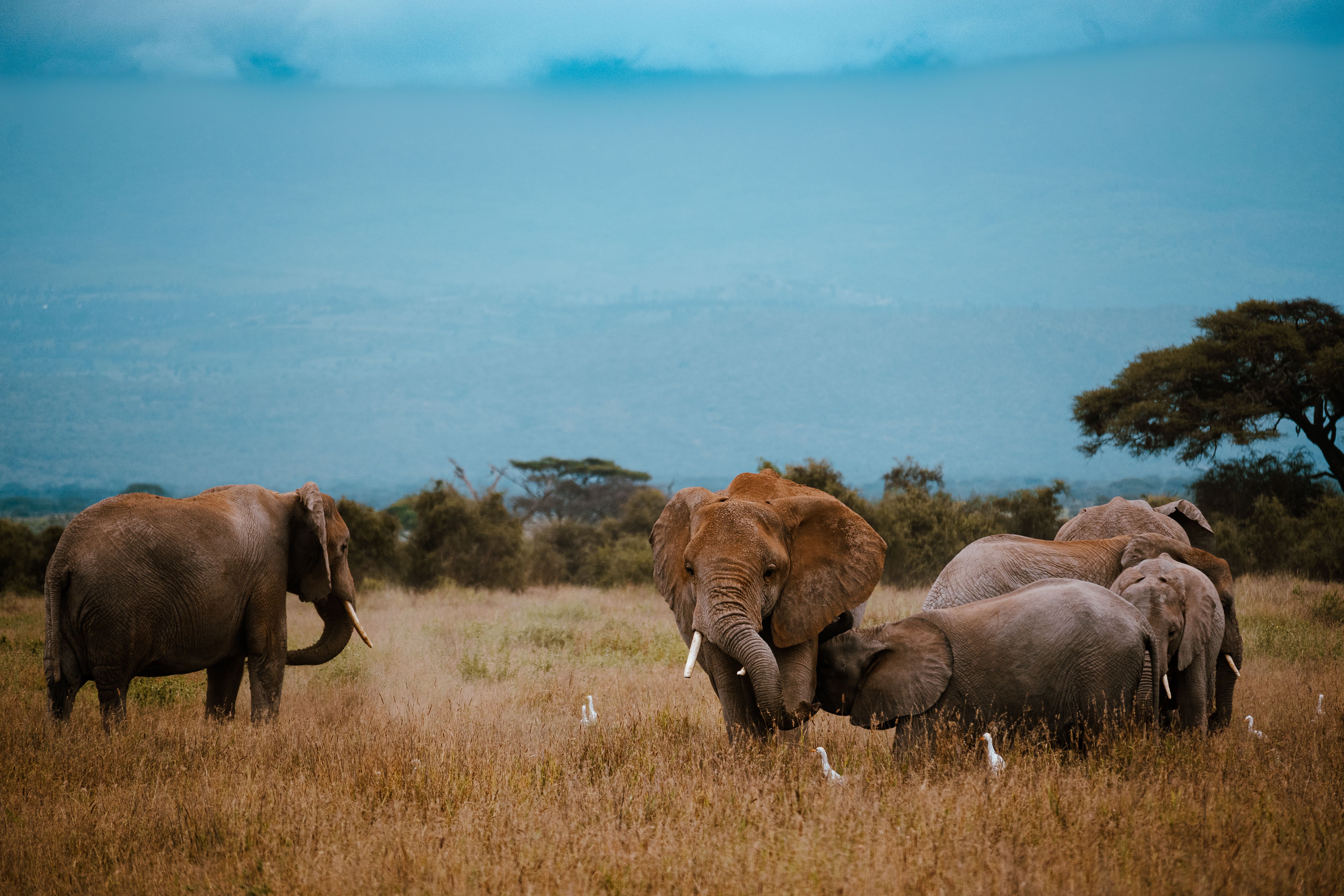 Tarangire
