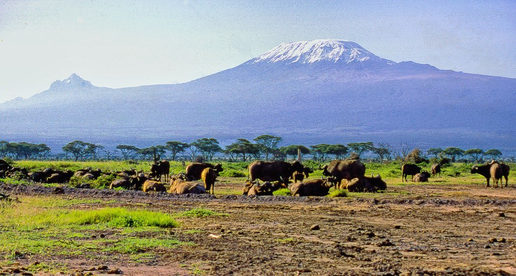 Kilimanjaro