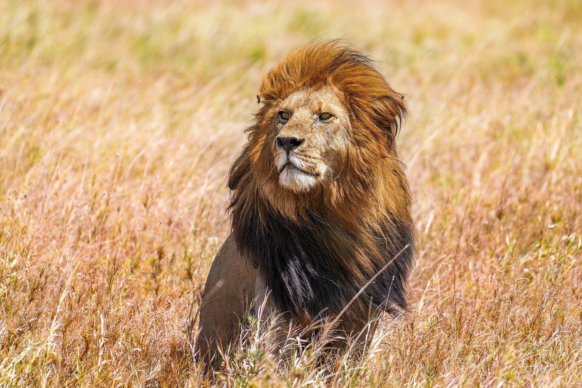 The Serengeti