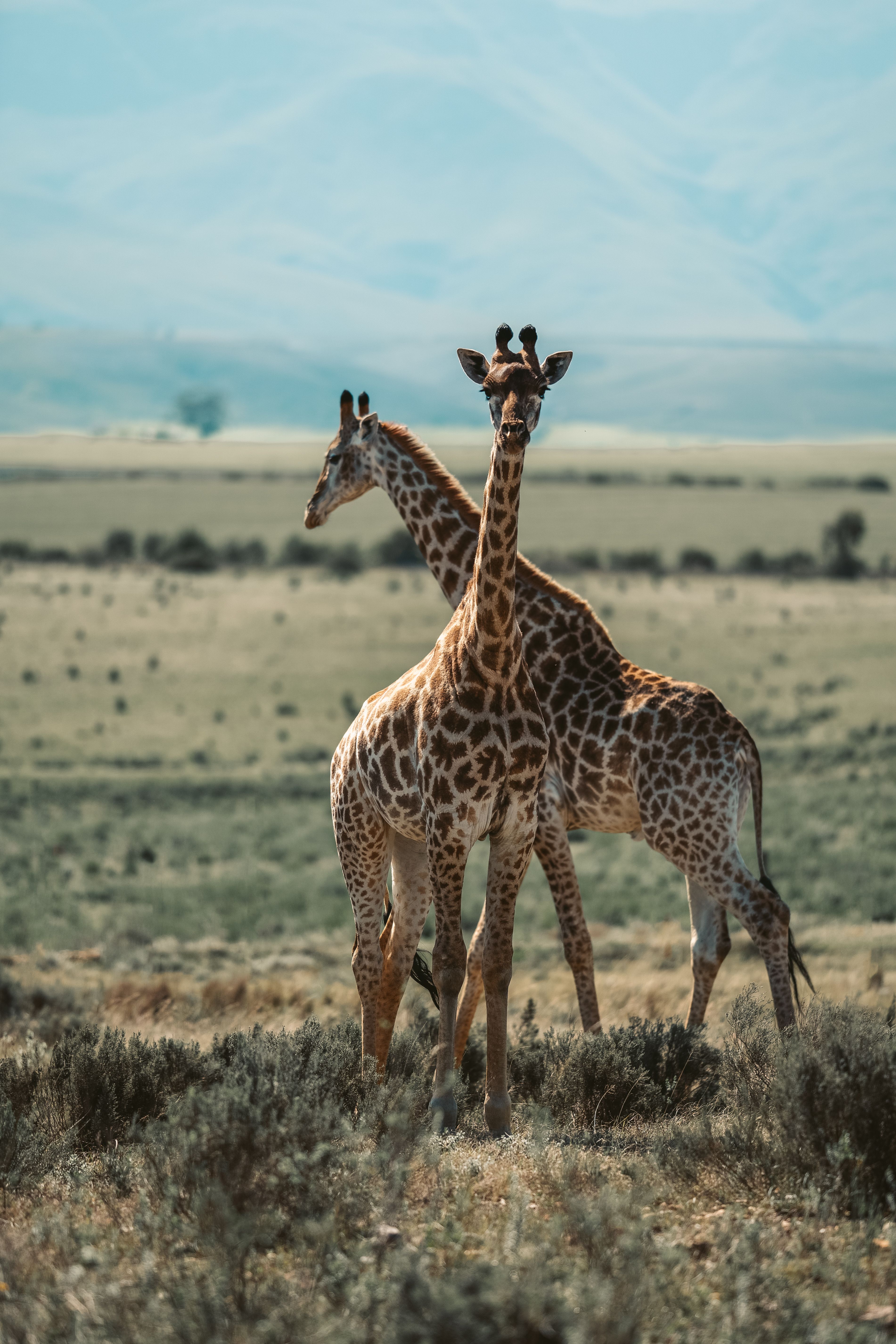 Two giraffes stand in the Tanzanian savanna with scenic grasslands.