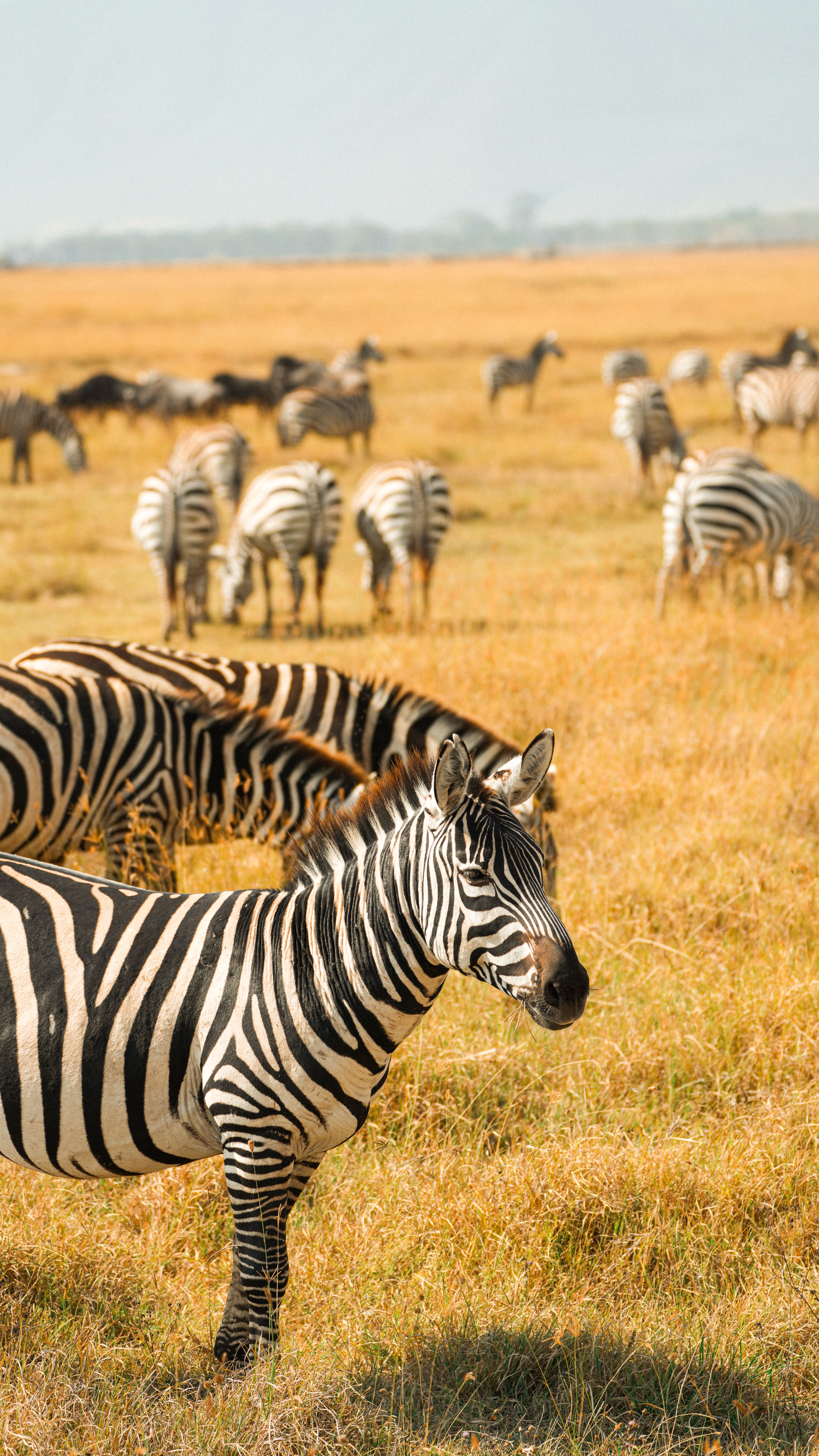 A herd of zebras grazing on the golden plains of Serengeti National Park, Tanzania.