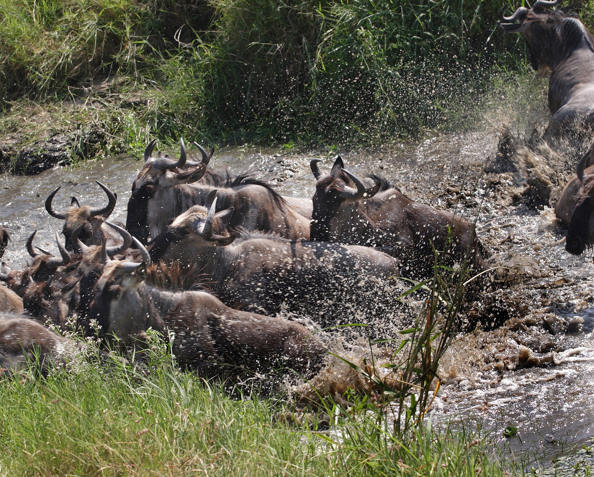 Serengeti & Ngorongoro